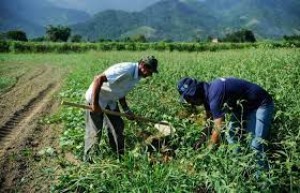 População ocupada no agronegócio cai 5,2% entre 2019 e 2020